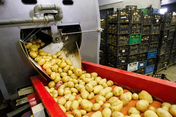 Rensade potatis på transportband — Stockfoto