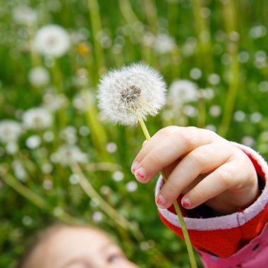 Girl lying in grass, surrounded by dandelion clipart