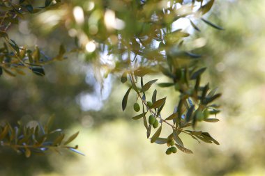 Zeytin ağacı dalı, Konfit zeytin ile barış işareti
