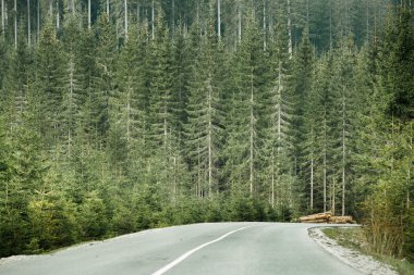 Issız yol yanında ahşap günlükleri ile iğne yapraklı orman