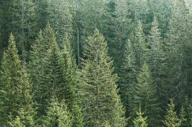 Eski Ladin, köknar ve çam ağaçları ile yeşil iğne yapraklı orman