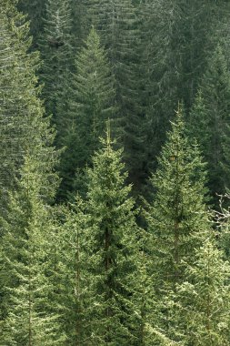 Eski Ladin, köknar ve çam ağaçları ile yeşil iğne yapraklı orman