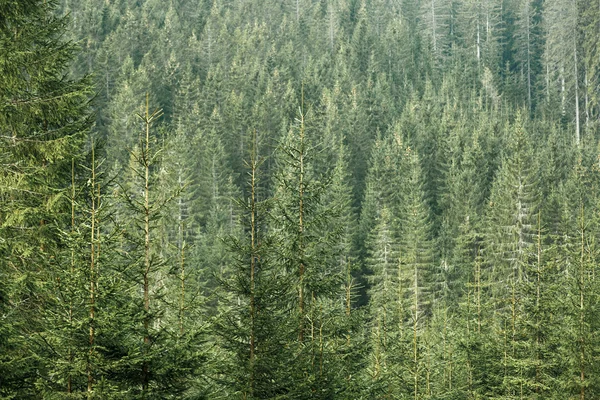 Green coniferous forest with old spruce, fir and pine trees — Stock Photo, Image