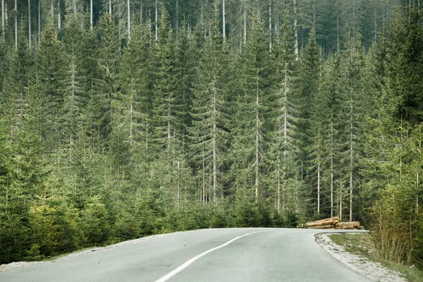 Forêt de conifères avec billes de bois le long d'une route désolée — Photo