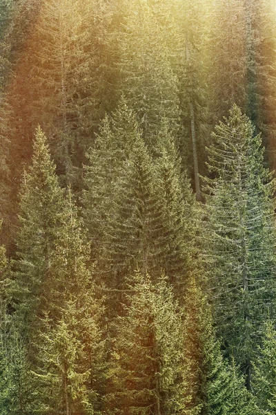 Foresta verde di conifere illuminata dalla luce del sole — Foto Stock