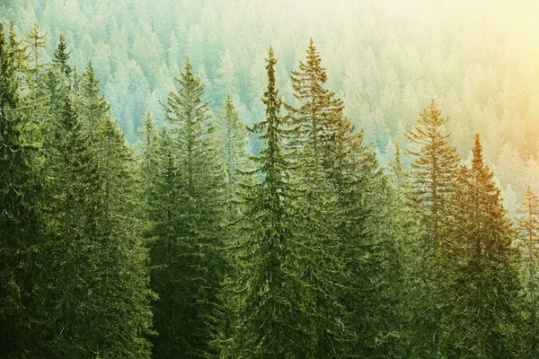 Zielonego lasu iglastego oświetlony przez światło słoneczne — Zdjęcie stockowe