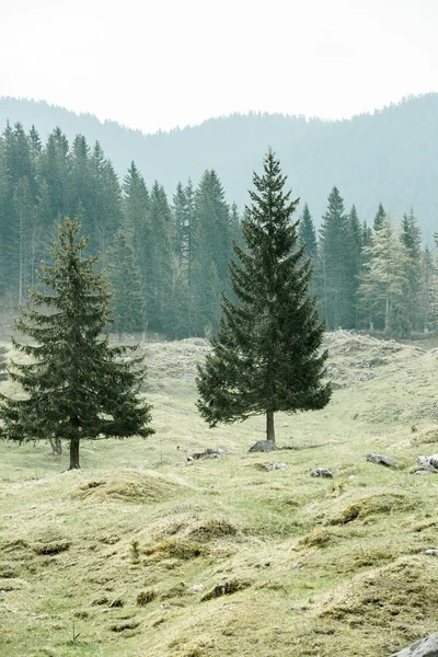Μοναχικός δέντρα για βοσκότοπο των Άλπεων με δάσος στο παρασκήνιο — Φωτογραφία Αρχείου