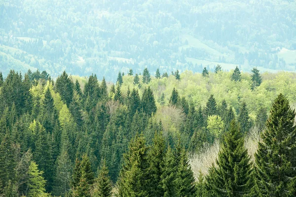 Frisk, färgglada barr- och lövskog skog — Stockfoto