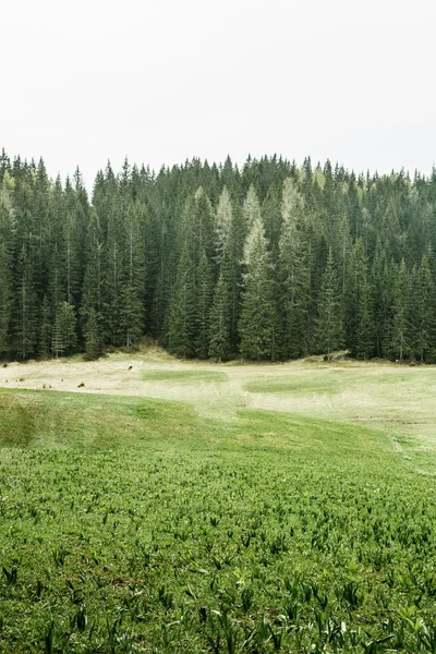 Pastagem alpina e floresta saudável de coníferas — Fotografia de Stock