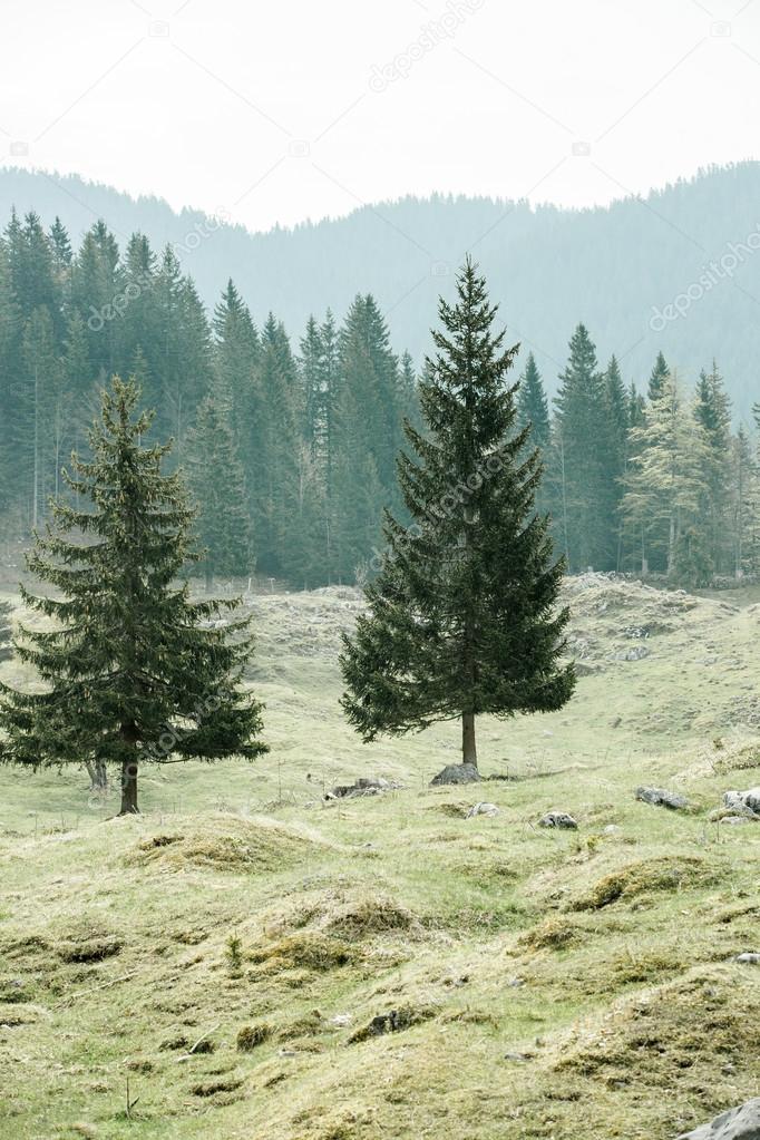 Lone trees on alpine pasture with forest in background