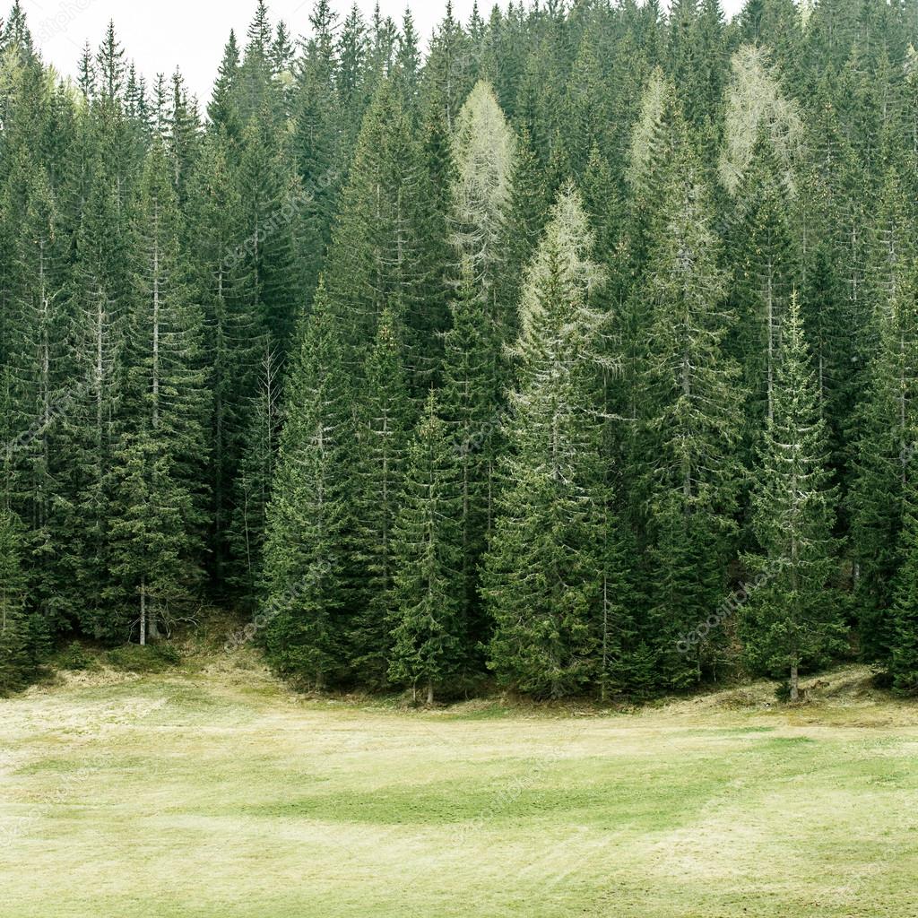 Alpine pasture and healthy forest of coniferous trees Stock Photo by