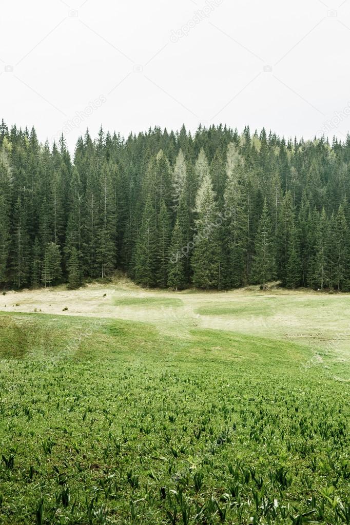 Alpine pasture and healthy forest of coniferous trees 