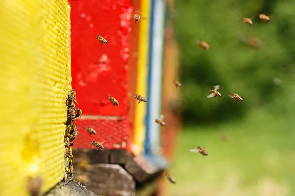 Domesticated honeybees returning to their apiary — Stock Photo, Image