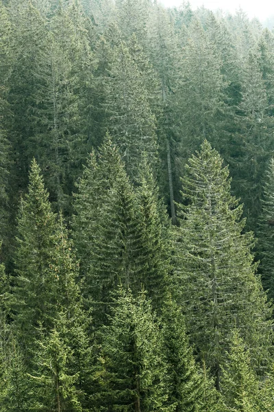 Green coniferous forest with old spruce, fir and pine trees — Stock Photo, Image