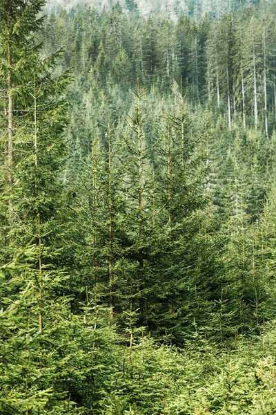 Floresta de coníferas verdes com abeto velho, abeto e pinheiros — Fotografia de Stock