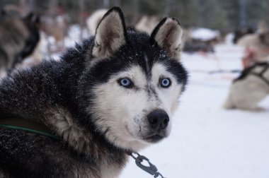 Husky delici gözleri ile