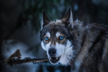 Husky delici gözleri ile