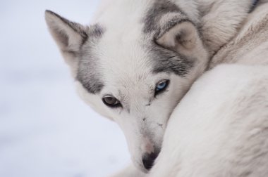 Farklı renkli gözlü Husky