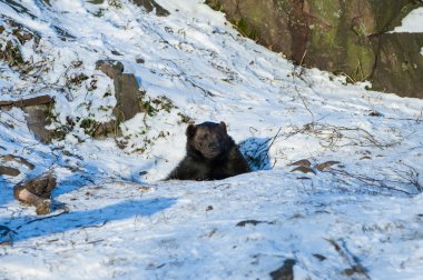 Kahverengi Ayı (Ursus arctos)
