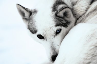 Farklı renkli gözlü Husky