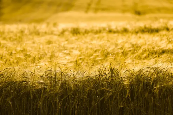 Barley field in golden glow — Stock Photo, Image