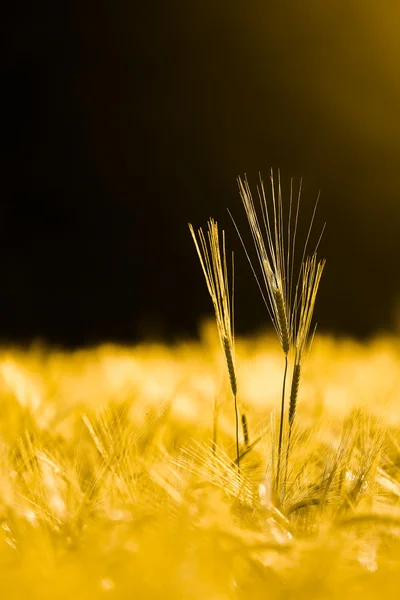 Three barley stems isolated — Stock Photo, Image