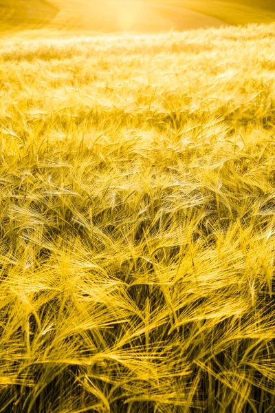 Barley field in golden glow — Stock Photo, Image