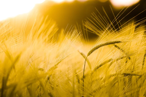 Barley field in golden glow — Stock Photo, Image