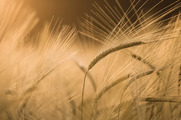 Vintage barley field — Stock Photo, Image