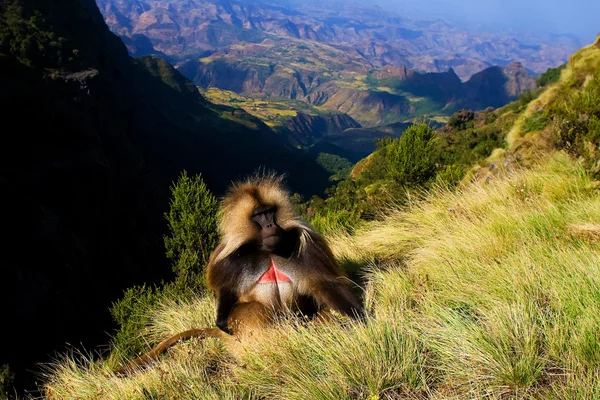 Gelada baboon — Stock Photo, Image
