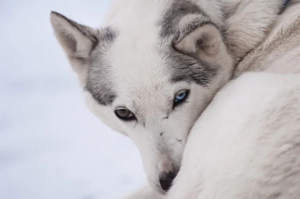 Husky cu ochi colorați diferiți — Fotografie, imagine de stoc