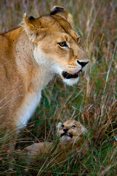 Λιονταρίνα με cub της — Φωτογραφία Αρχείου