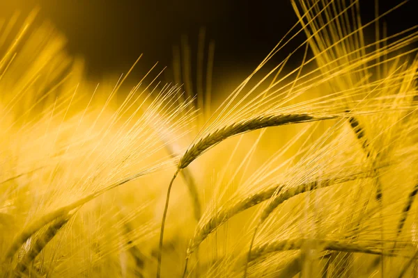 Barley field in golden glow — Stock Photo, Image