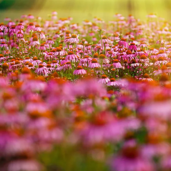 동부 자주색 coneflower (Echinacea purpurea) — 스톡 사진