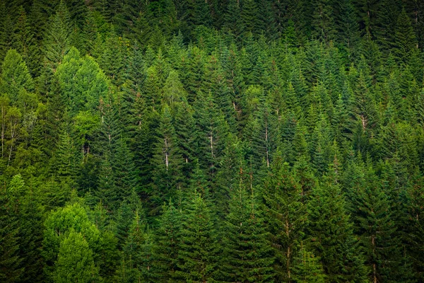 Groene sparren bossen — Stockfoto