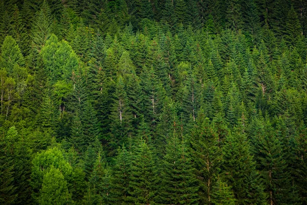 Floresta de abeto verde — Fotografia de Stock