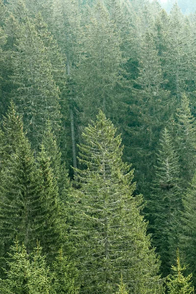 Floresta de coníferas verdes com abeto velho, abeto e pinheiros — Fotografia de Stock