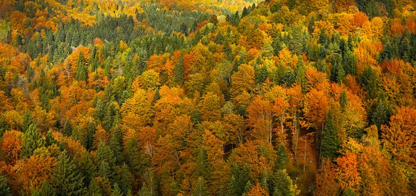 Пышный, красочный осенний лесной пейзаж, вид с воздуха — стоковое фото