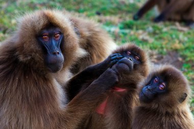 Family of gelada baboons clipart