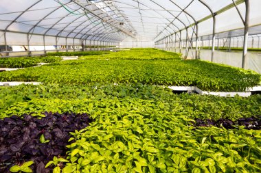 Greenhouse farm clipart