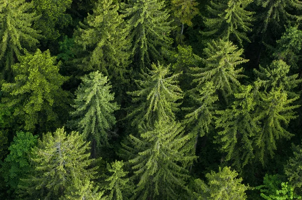 Foresta verde sana — Foto Stock