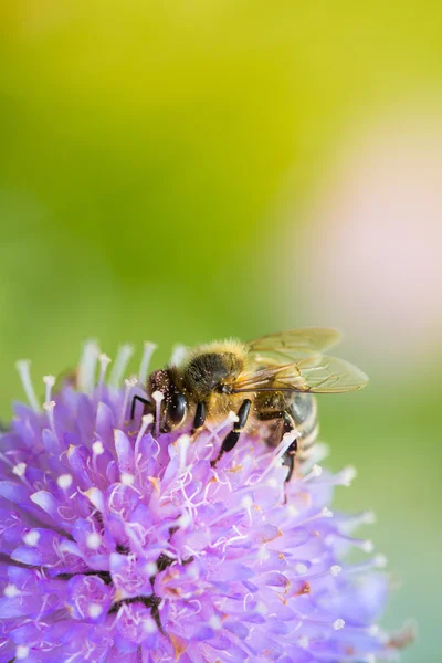 Bee sucking nectar — Stock Photo, Image