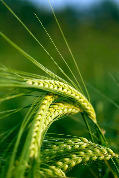 분야에서 녹색 곡물 — 스톡 사진