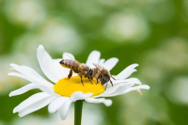 Bees sucking nectar — Stock Photo, Image