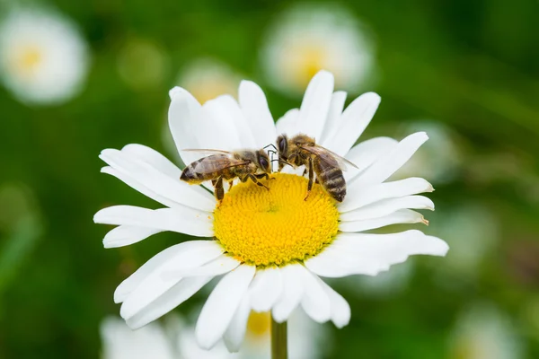 Bees sucking nectar — Stock Photo, Image