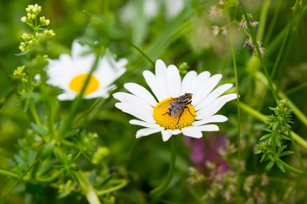 Horsefly — Stock Photo, Image