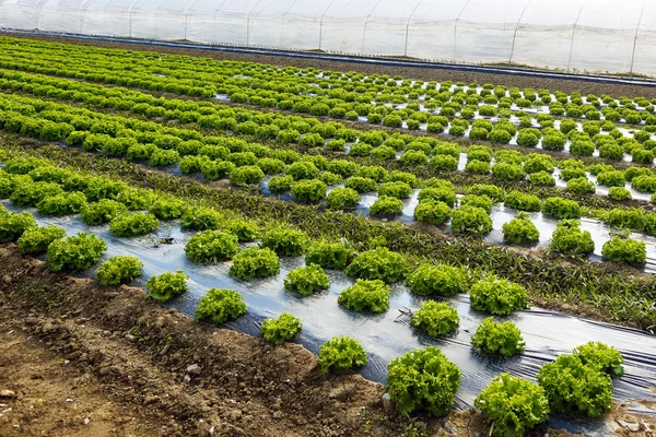 Lettuce farm — Stock Photo, Image