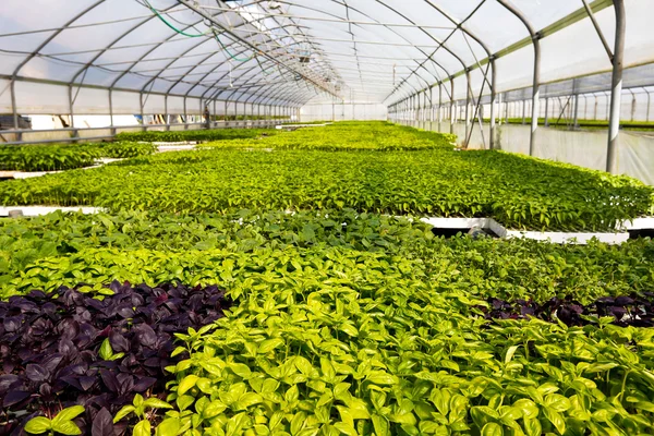 Greenhouse farm — Stock Photo, Image