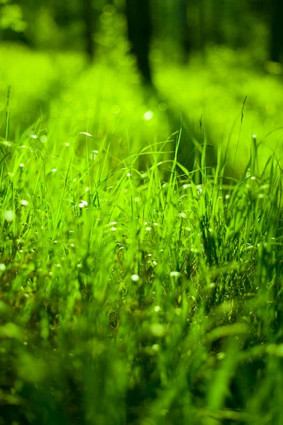 Hierba húmeda verde — Foto de Stock