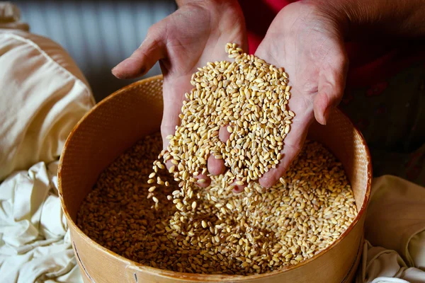 Cereal seeds in hands — Stock Photo, Image